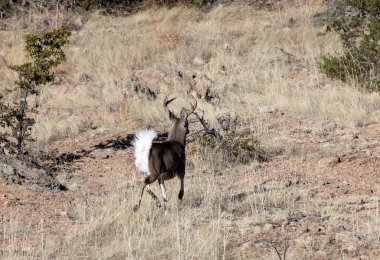 a buck coues whitetail deer in the Chiricahua Mountains Arizona