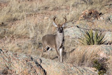 a buck coues whitetail deer in the Chiricahua Mountains Arizona
