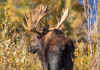 Sonbaharda Wyoming 'de monoton bir geyik.