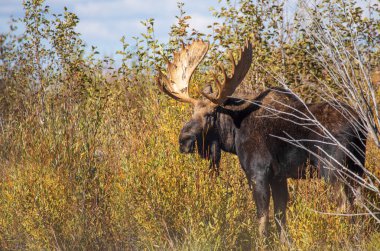 Sonbaharda Wyoming 'de monoton bir geyik.