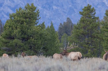 a bull and cow elk rutting in autumn in Wyoming