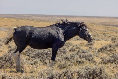 Sonbaharda Wyoming çölünde vahşi at