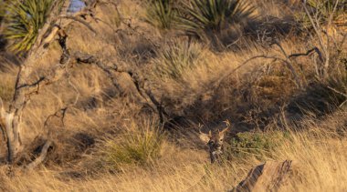 buck coues whitetail deer in the Chiricahua Mountains Arizona