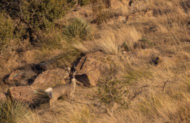 buck coues whitetail deer in the Chiricahua Mountains Arizona