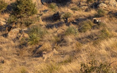 buck coues whitetail deer in the Chiricahua Mountains Arizona