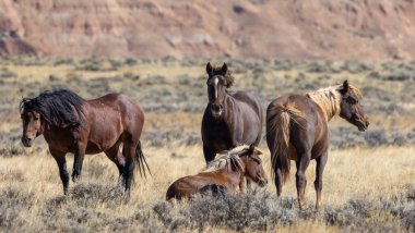 Wyoming çölünde sonbaharda vahşi atlar