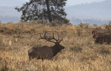 Sonbaharda Wyoming 'de bir boğa geyiği.