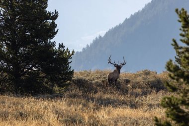 Sonbaharda Wyoming 'de bir boğa geyiği.