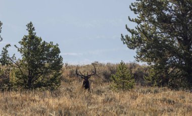 Sonbaharda Wyoming 'de bir boğa geyiği.