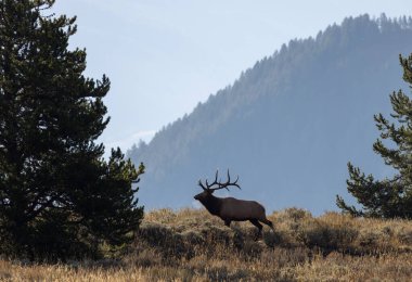Sonbaharda Wyoming 'de bir boğa geyiği.