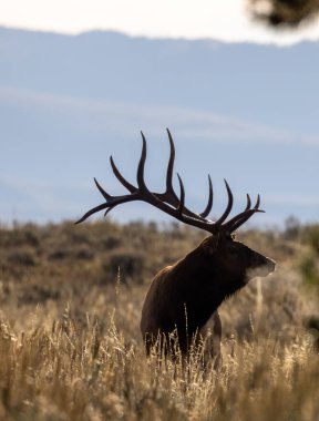 Sonbaharda Wyoming 'de bir boğa geyiği.
