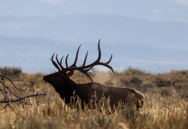 Sonbaharda Wyoming 'de bir boğa geyiği.