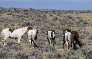 Wyoming çölünde sonbaharda vahşi atlar