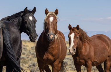 Wyoming çölünde sonbaharda vahşi atlar