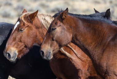 Wyoming çölünde sonbaharda vahşi atlar