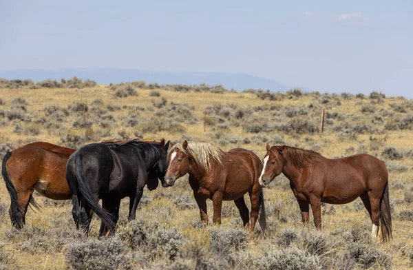 Caballos Salvajes Otoño Desierto Wyoming —  Fotos de Stock