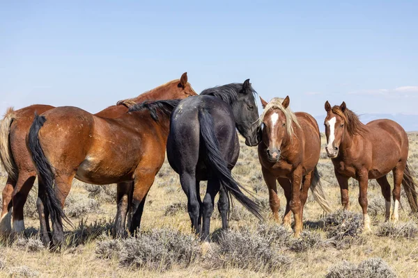 Wyoming Çölünde Sonbaharda Vahşi Atlar — Stok fotoğraf