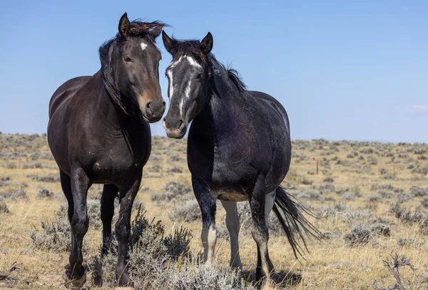 Dzikie Konie Jesienią Pustyni Wyoming — Zdjęcie stockowe