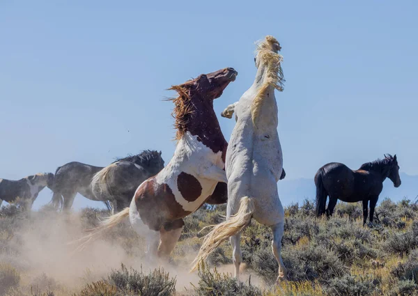 Pair Wild Horse Stallions Fighting Autumn Wyoming Desert — Stock Photo, Image