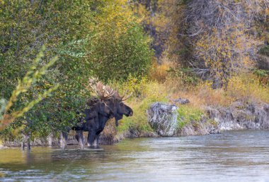 Wyoming 'deki sonbahar monotonluğu sırasında bir çift geyik.
