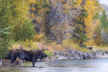 Wyoming 'deki sonbahar monotonluğu sırasında bir çift geyik.