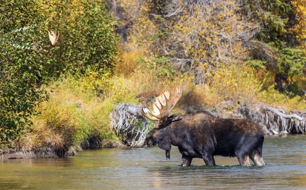 Párek Býka Losa Během Podzimu Wyomingu — Stock fotografie
