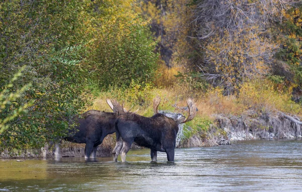 Pair Bull Moose Fall Rut Wyoming — Stock Photo, Image