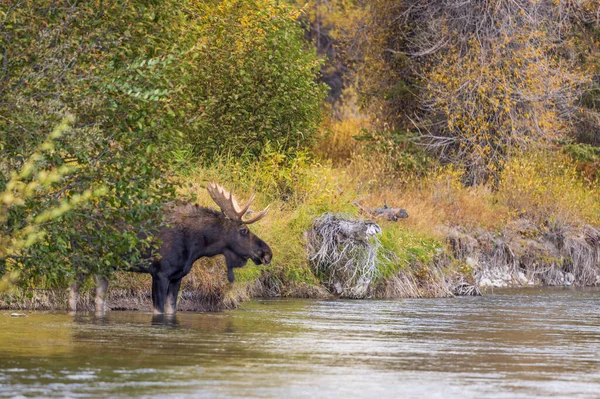 Býka Losa Během Podzimu Wyomingu — Stock fotografie
