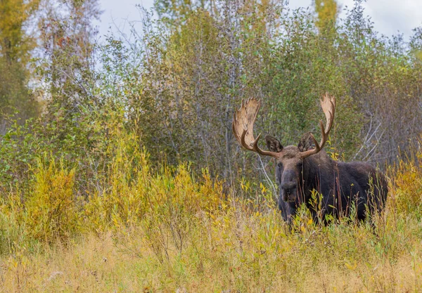 stock image a bull moose during the fall rut in Wyoming