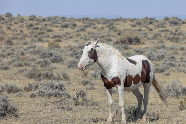 Ein Wildes Pferd Der Wüste Von Wyoming Herbst — Stockfoto