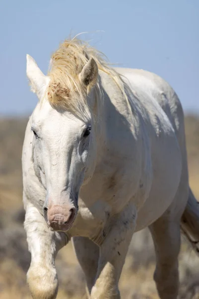 Een Wild Paard Woestijn Van Wyoming Herfst — Stockfoto