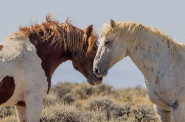 Wyoming çölünde sonbaharda vahşi atlar