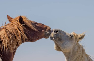 Wyoming çölünde sonbaharda vahşi atlar