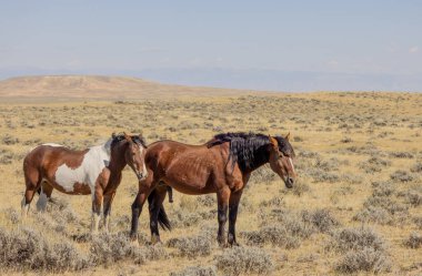 Wyoming çölünde sonbaharda vahşi atlar