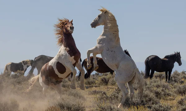 Vad Lovak Wyoming Sivatagban Ősszel — Stock Fotó