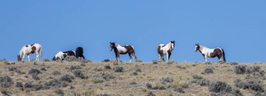 Wyoming çölünde sonbaharda vahşi atlar