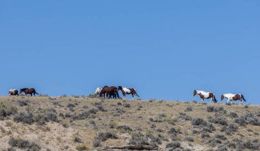 Wyoming çölünde sonbaharda vahşi atlar