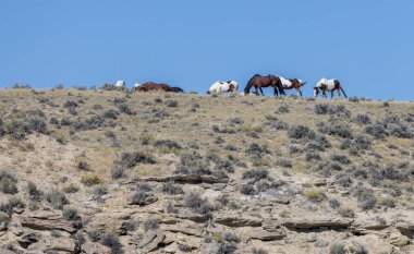 Wyoming çölünde sonbaharda vahşi atlar