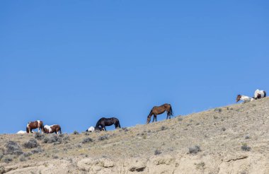 Wyoming çölünde sonbaharda vahşi atlar