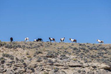 Wyoming çölünde sonbaharda vahşi atlar