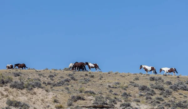 Wyoming Çölünde Sonbaharda Vahşi Atlar — Stok fotoğraf