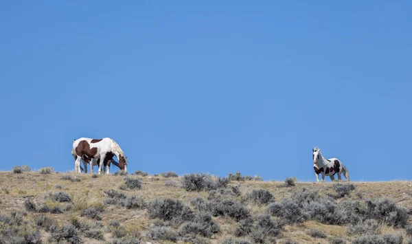 Wild Horses Wyoming Desert Fall — Stock Photo, Image