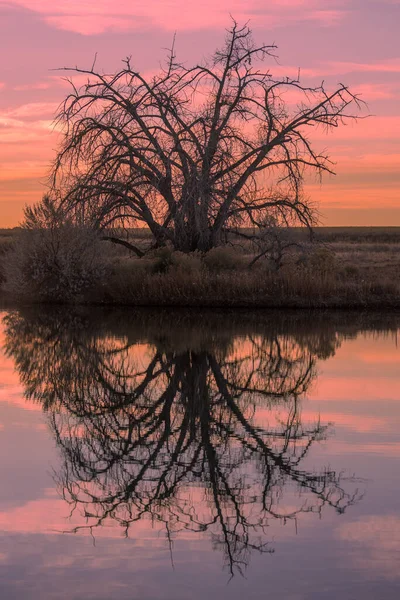 Göldeki Günbatımı Ağaçların Güzel Yansıması — Stok fotoğraf