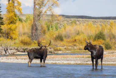 Sonbaharda Wyoming 'deki monotonluk döneminde Yılan Nehri' nde bir boğa ve inek geyiği.