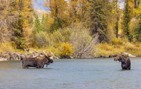 Býk Kráva Los Řece Had Během Říčky Wyomingu Podzim — Stock fotografie