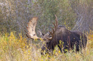 Grand Teton Ulusal Parkı 'nda sonbaharda bir geyik.