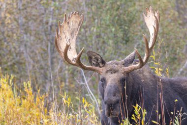 Grand Teton Ulusal Parkı 'nda sonbaharda bir geyik.