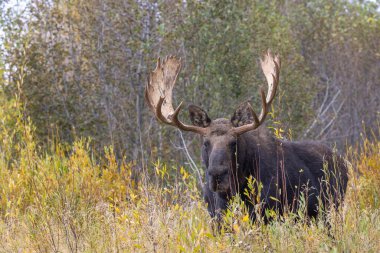 Grand Teton Ulusal Parkı 'nda sonbaharda bir geyik.