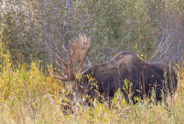 Grand Teton Ulusal Parkı 'nda sonbaharda bir geyik.