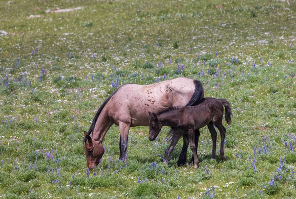 夏のプリヤー山脈モンタナで野生の馬の雌馬と子馬 — ストック写真